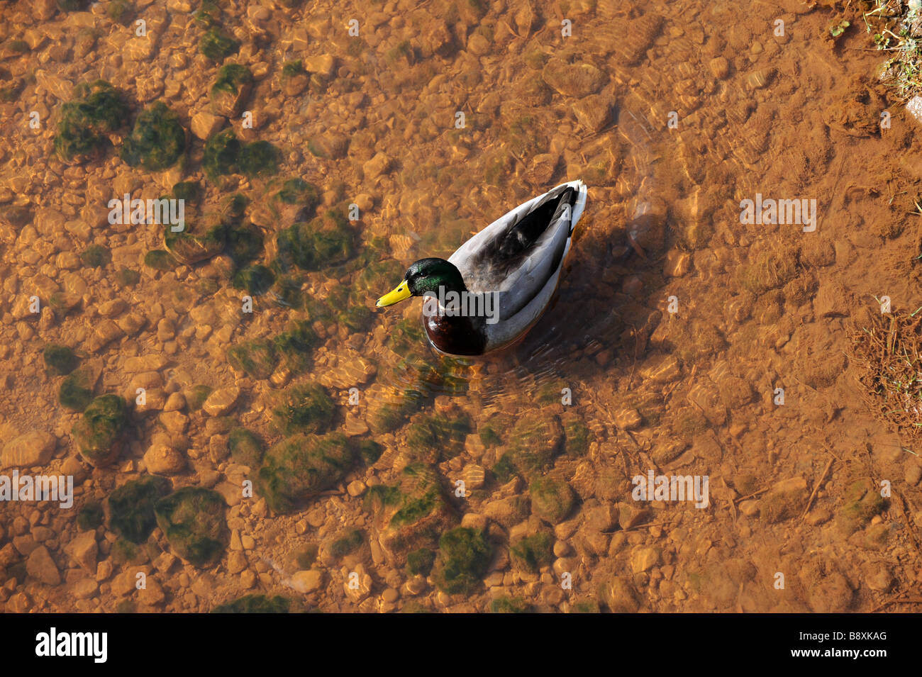 Männliche Stockente auf klares Wasser Stockfoto