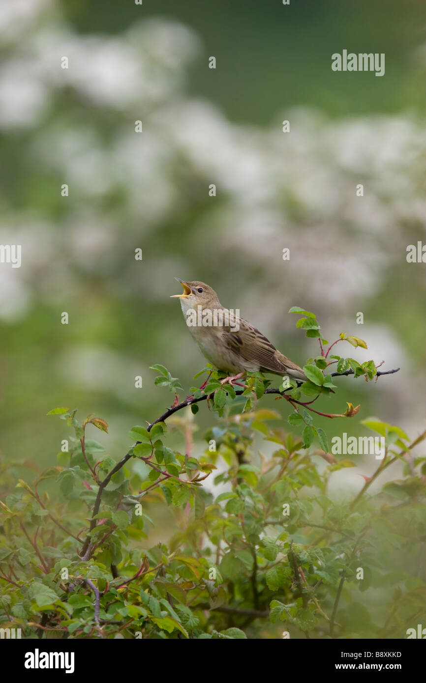 Grasshopper Warbler Locustella Naevia Gesang von exponierten Bramble Zweig, Malvern Hills, Worcestershire. Stockfoto