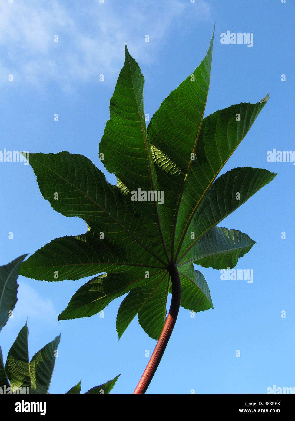 Ein großes Blatt von einem Ricinus Communis auch bekannt als eine Pflanze Rizinuspflanze. Die Samen enthalten ein extremer Toxin Rizin. Stockfoto