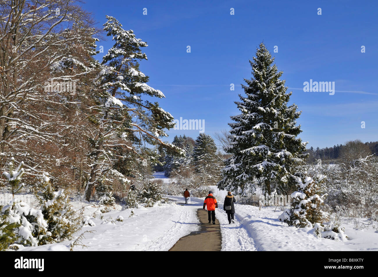 Winterliche Landschaft zwischen Rußberg und Risiberg, Naturpark Obere Donau (obere Donau, Naturpark), Heuberg, Schwäbische Alb, Deutschland Stockfoto