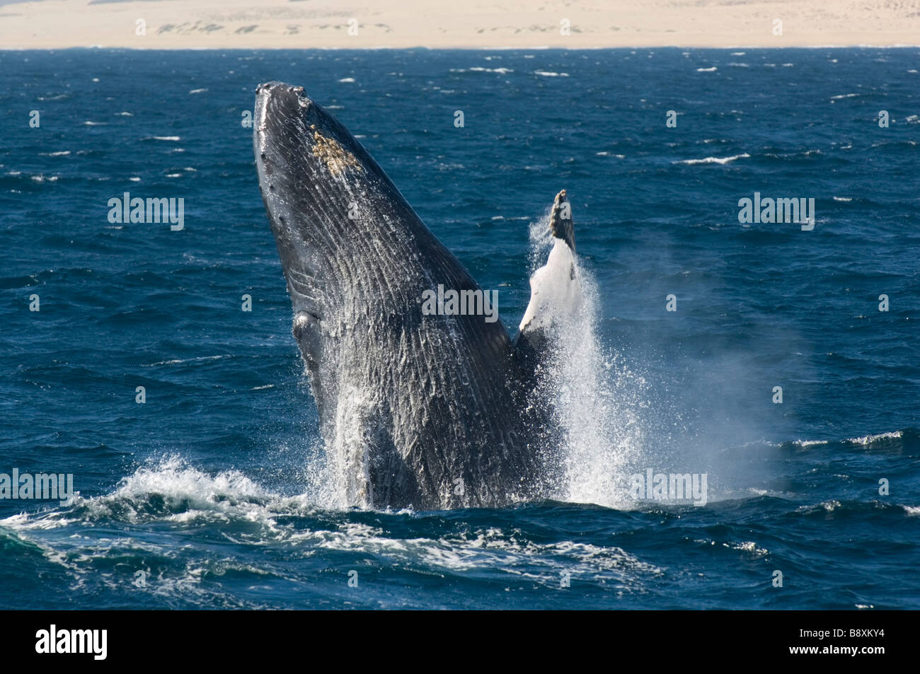 Buckelwal (Impressionen Novaeangliae) Breaching, Pacific Coast, Cabo San Lucas, Baja California, Mexiko Stockfoto