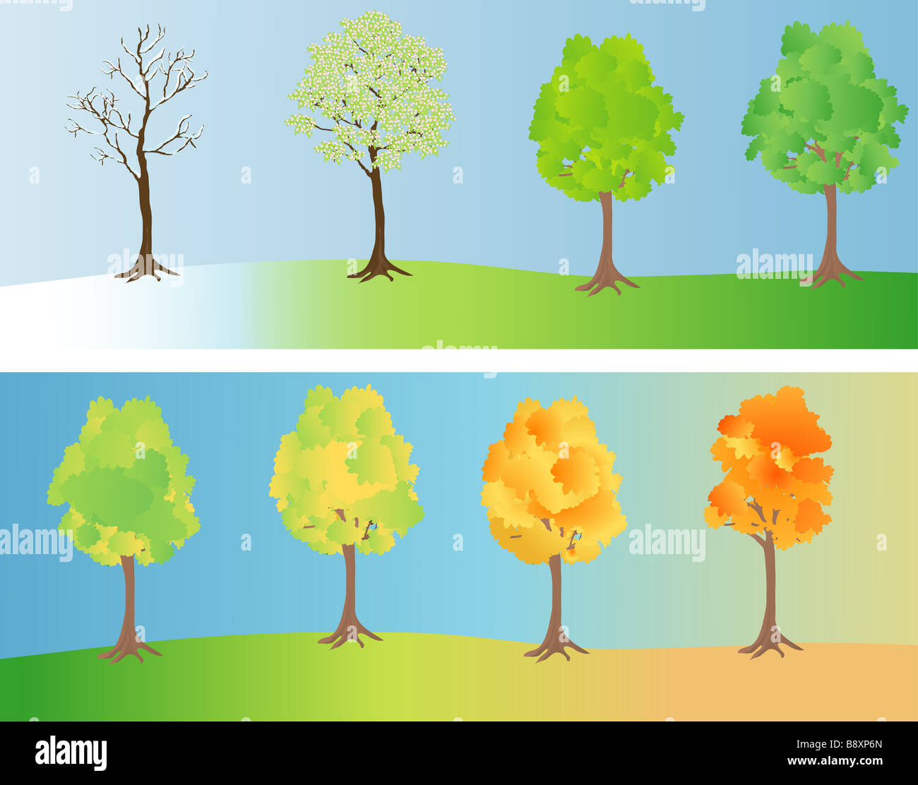 Ein Baum dargestellt im vier Jahreszeiten mit ihren Blättern ändern blühen drehen crimson Gold rot und fallen ab, für den winter Stockfoto