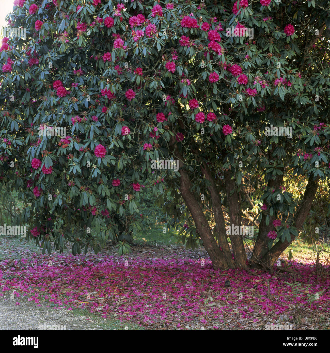 Rhododendron-Busch in Blume mit Bltenblttern rund um es auf dem Boden in  der Rhododendron Holz Leith Hill Surrey getroffen Stockfotografie - Alamy