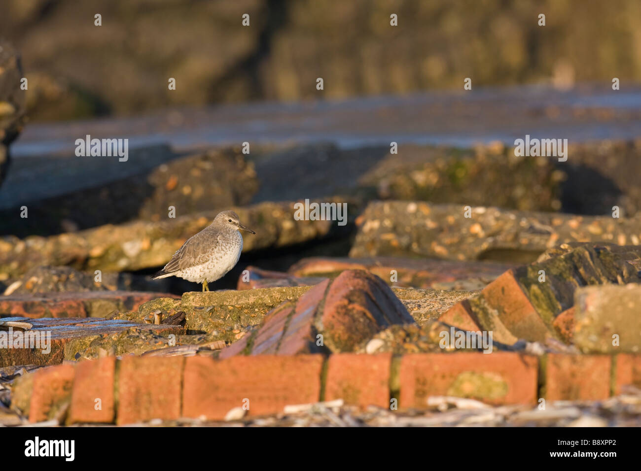 Roten Knoten Calidris Canutus stehen unter den roten Ziegelsteinen, Norfolk, England. Stockfoto