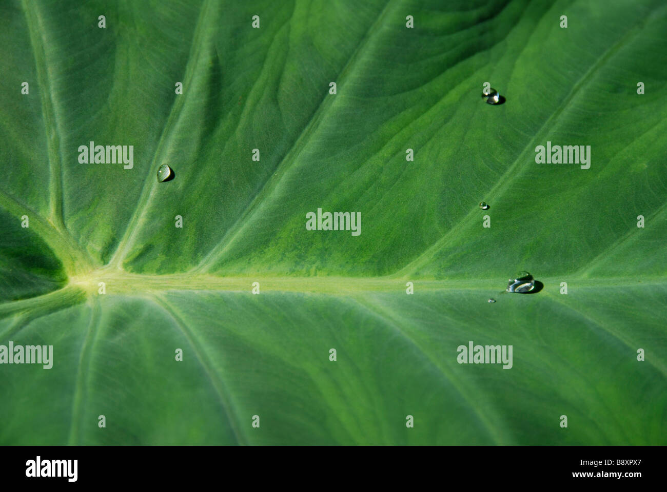 Wassertropfen Perlen auf die natürlich Wasser abweisend Blätter einer Pflanze Colocasia Esculenta Stockfoto