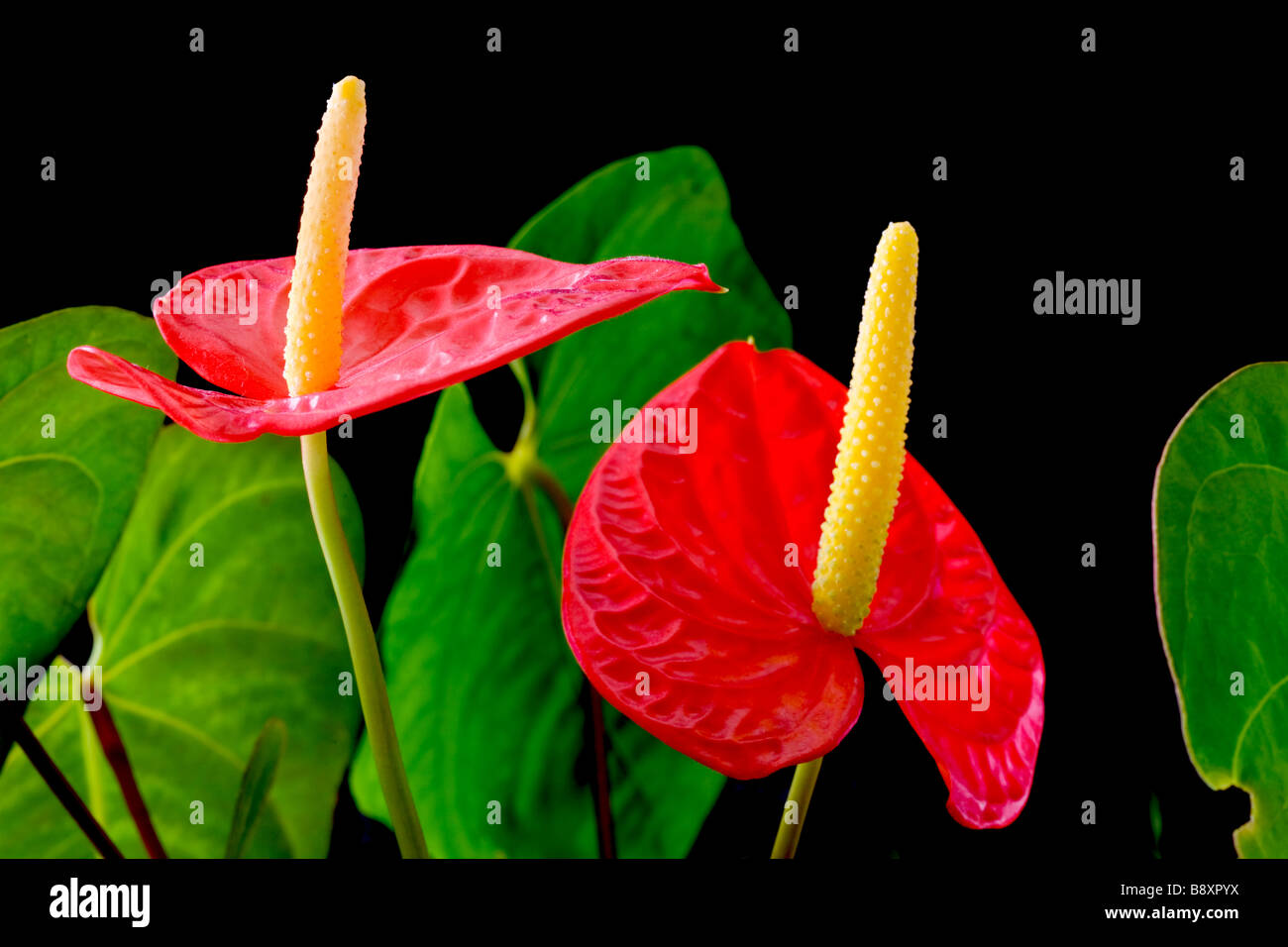 Anthurium, Flamingo-Blume oder junge Blume genannt. Stockfoto
