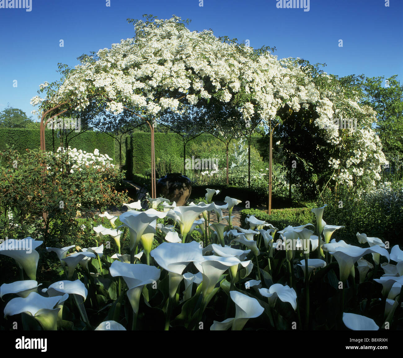 Der weiße Garten Sissinghurst Castle Garden mit dem Vordach der Rose