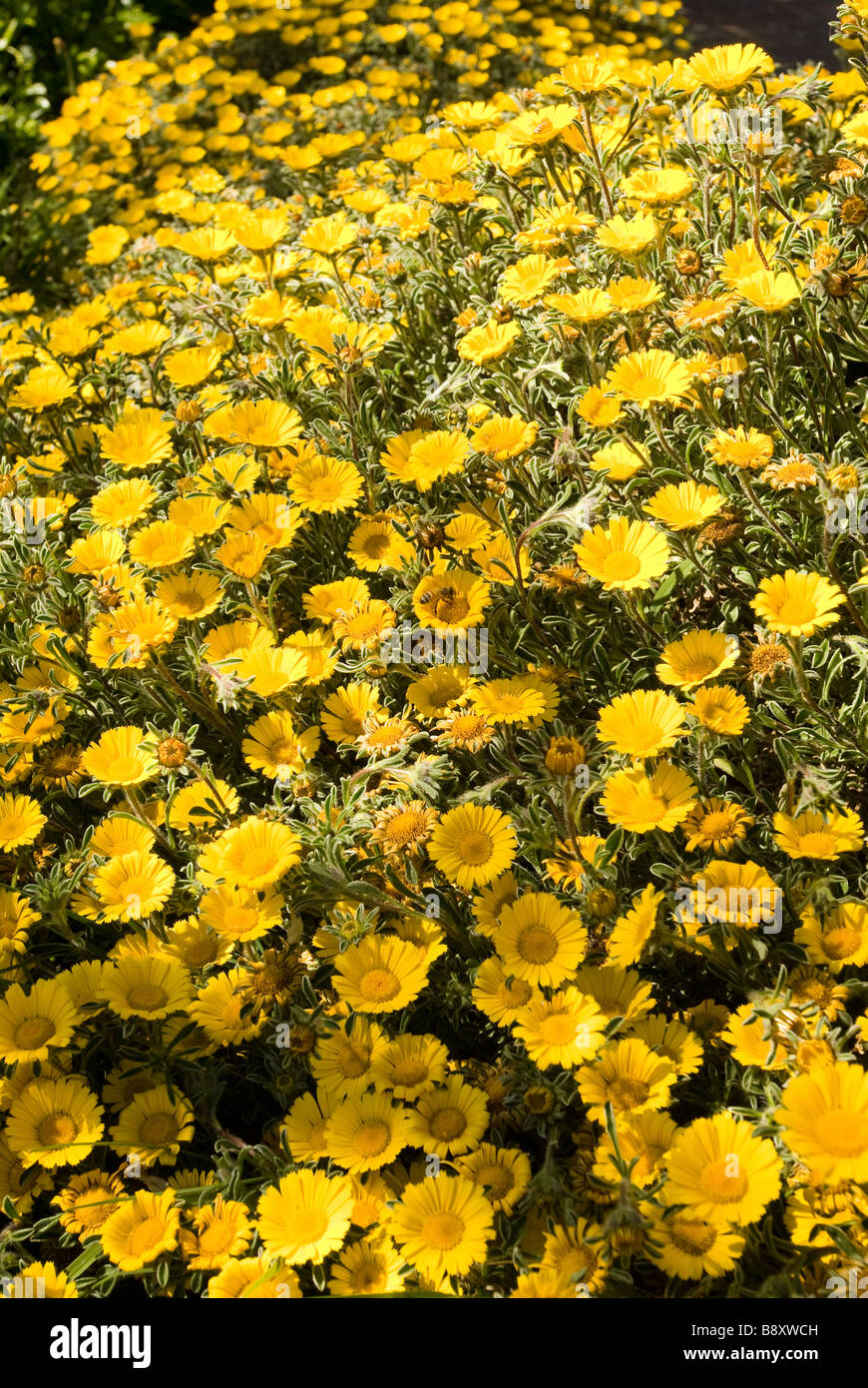 Gruppe von gelben Blüten Stockfoto