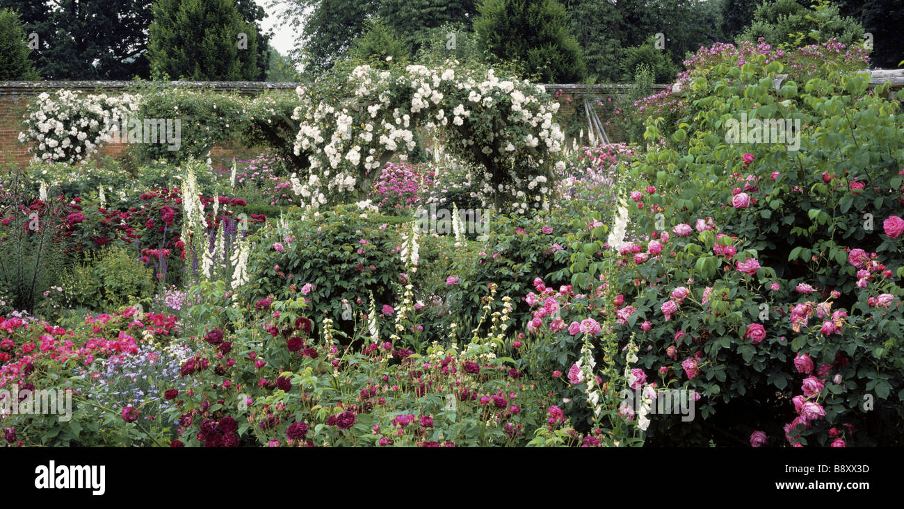 In der Mottisfont Abbey Gardens hat die Rose Garden viele Sorten einschließlich dieser Bogen der Rose d Adelaide D Orleans Stockfoto