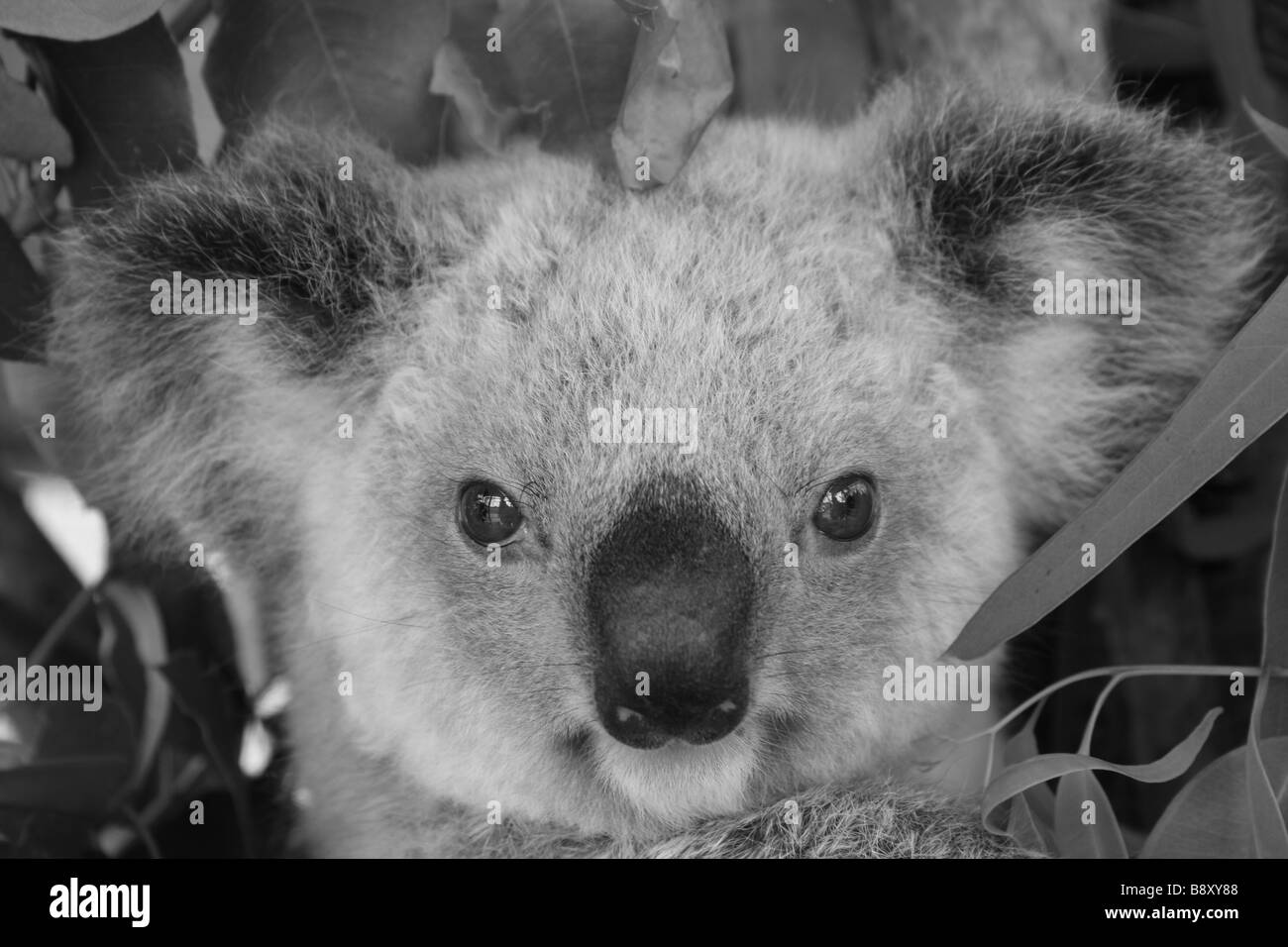 Monochrome Portrait ein Koala joey Stockfoto