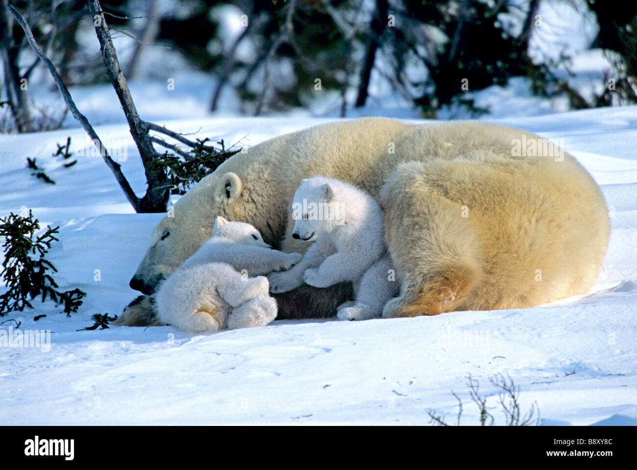 UNSCHULDIGE POLAR BEAR CUBS "UND" MUTTER, KANADA Stockfoto