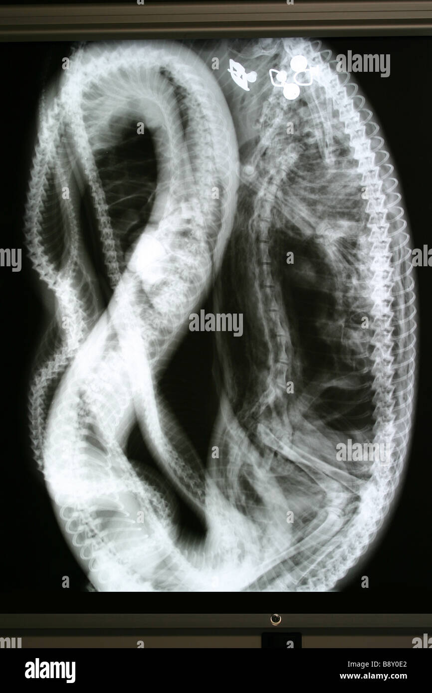 Ein Röntgenbild einer Hauskatze in eine australische Teppich-Python mit den Metallteilen der Katze-Kragen deutlich sichtbar Stockfoto