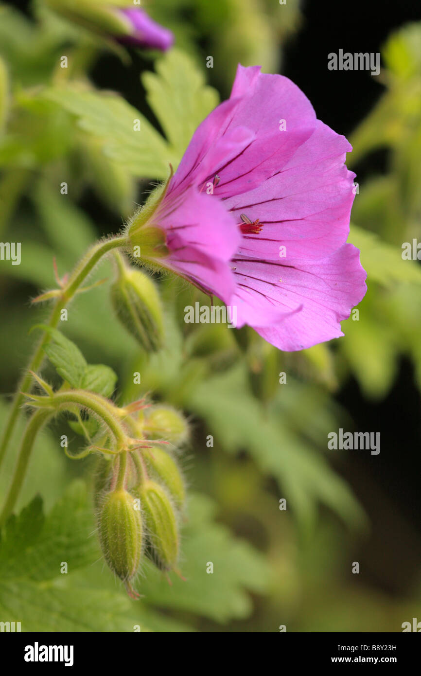 Garten Die Geranie (Pelargonie-x) des Irak' Blüte. Powys, Wales. Stockfoto