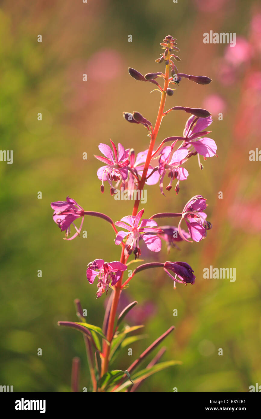 Sonnenlicht durch Blumen Rose Bay Willow-Kraut (Epilobium Angustifolium). Powys, Wales. Stockfoto