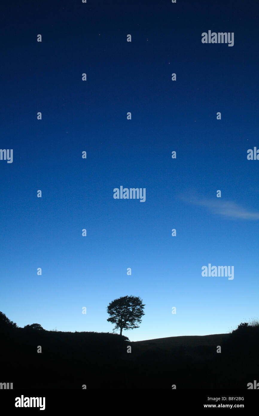 Silhouette einer Eiche auf einem Hügel bei Mondschein. Powys, Wales. Stockfoto