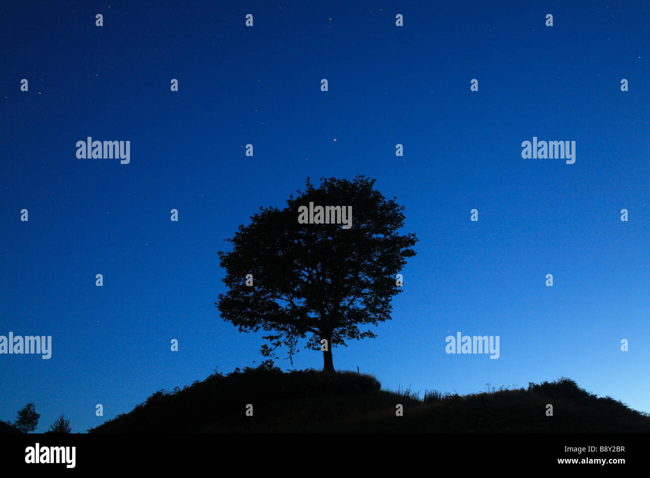 Silhouette einer Eiche auf einem Hügel bei Mondschein. Powys, Wales. Stockfoto