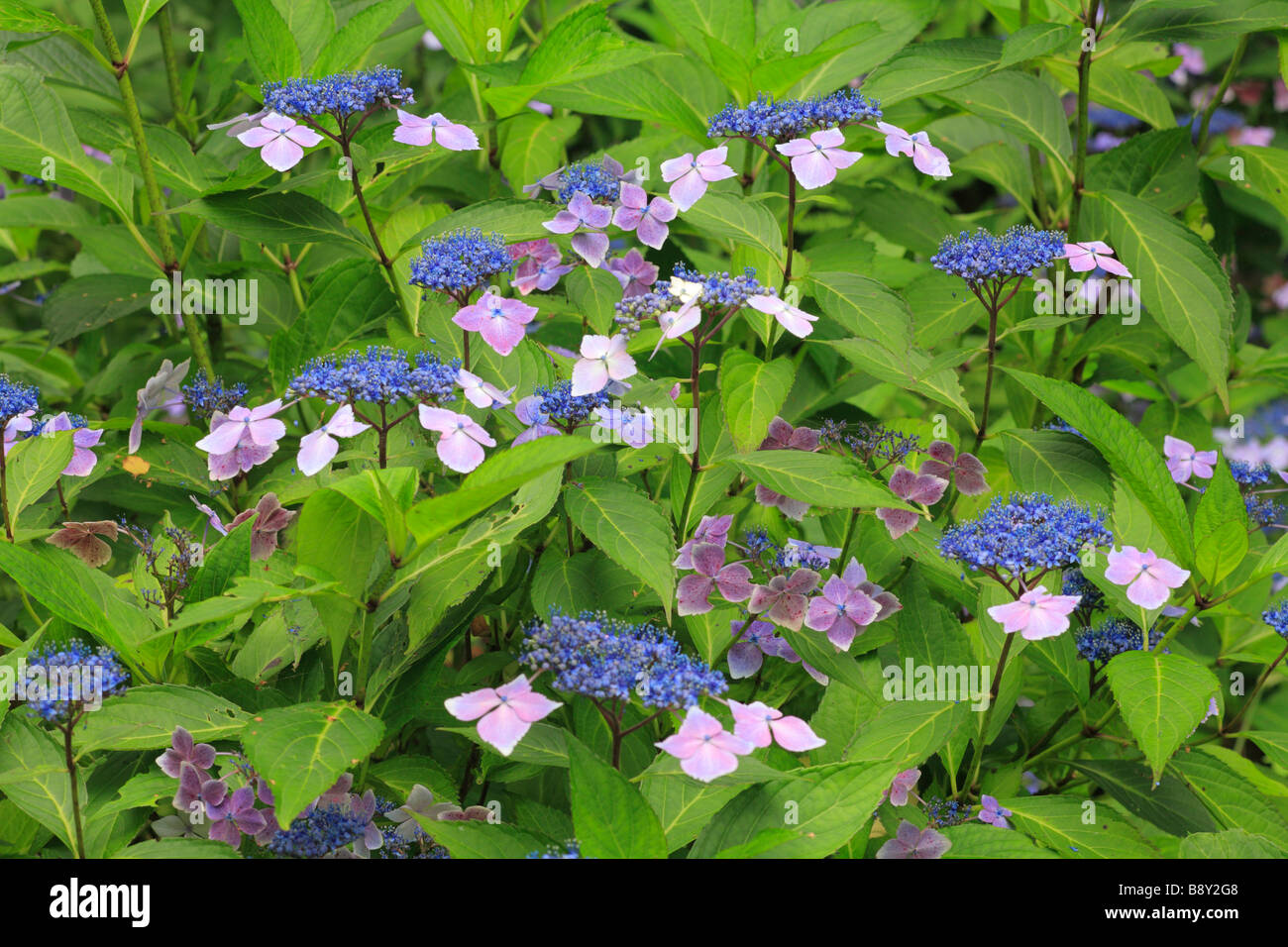 Blumen von Lacecap-Hortensien (Hydrangea Macrophylla) "Blaue Welle". Garten Strauch. Stockfoto