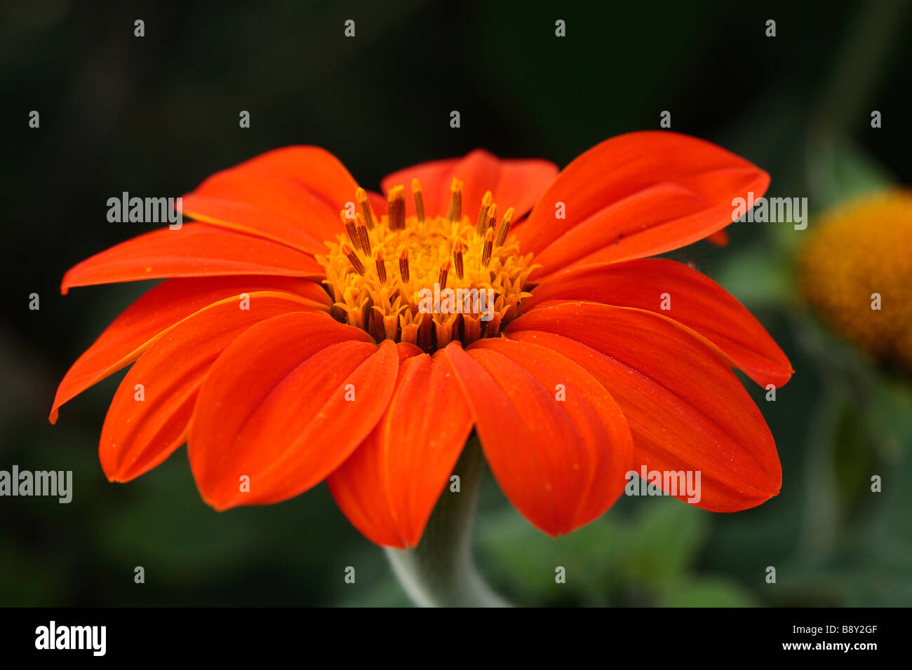 Blüte einer einzigen blühenden Form Garten Dahlie. Stockfoto