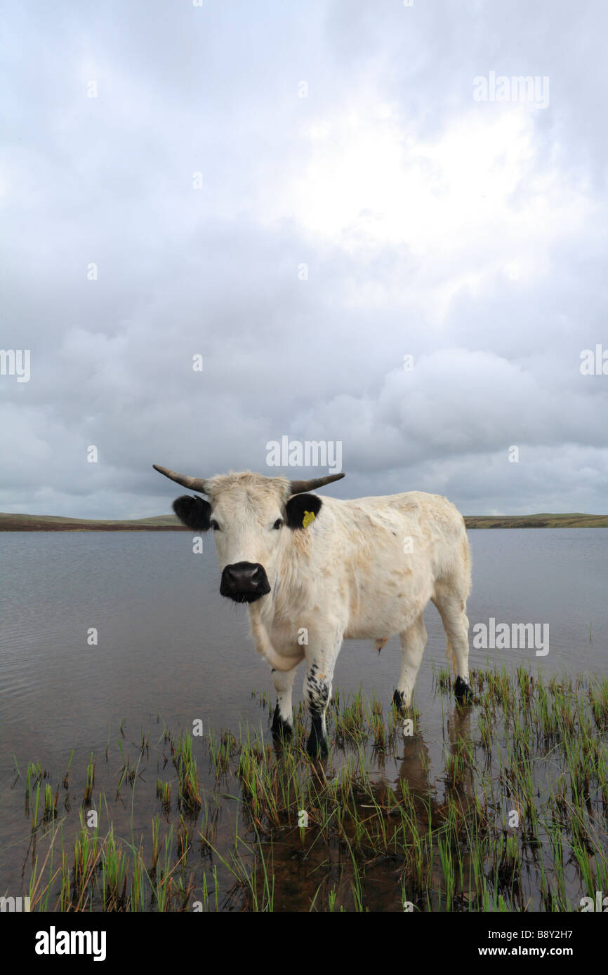 Welsh White Bullock eine seltene Rasse von Hausrind. Stand am Rande des Glaslyn Bergsee in Powys, Wales. Stockfoto
