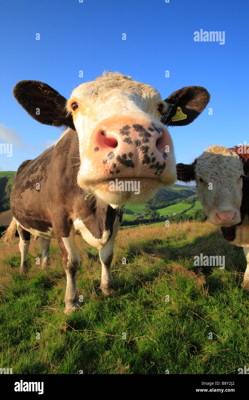 Simmentaler Kuh und ihr Hereford kreuzen Kalb. Auf einem Bio-Bauernhof. Powys, Wales, UK. Stockfoto