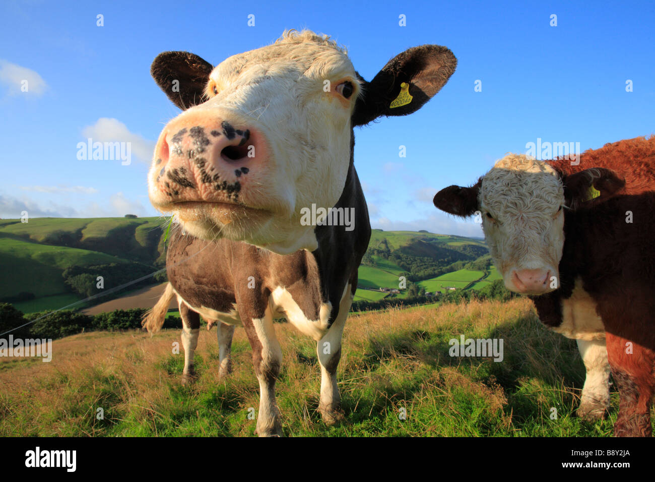 Simmentaler Kuh und ihr Hereford kreuzen Kalb. Auf einem Bio-Bauernhof, Powys, Wales, UK. Stockfoto