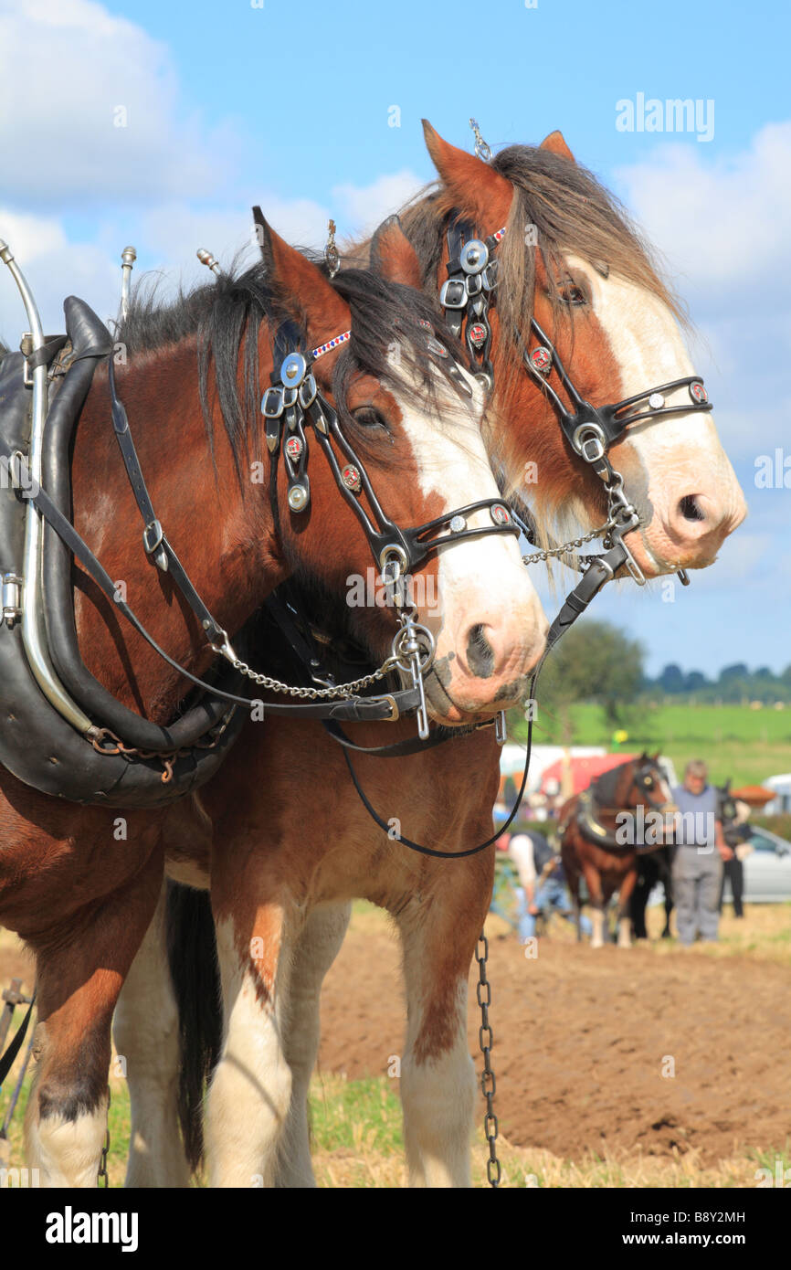 Pferde. Shire Horses Pflügen auf dem alle Wales Vintage Pflügen Spiel. In der Nähe von Walton, Powys, Wales. Stockfoto