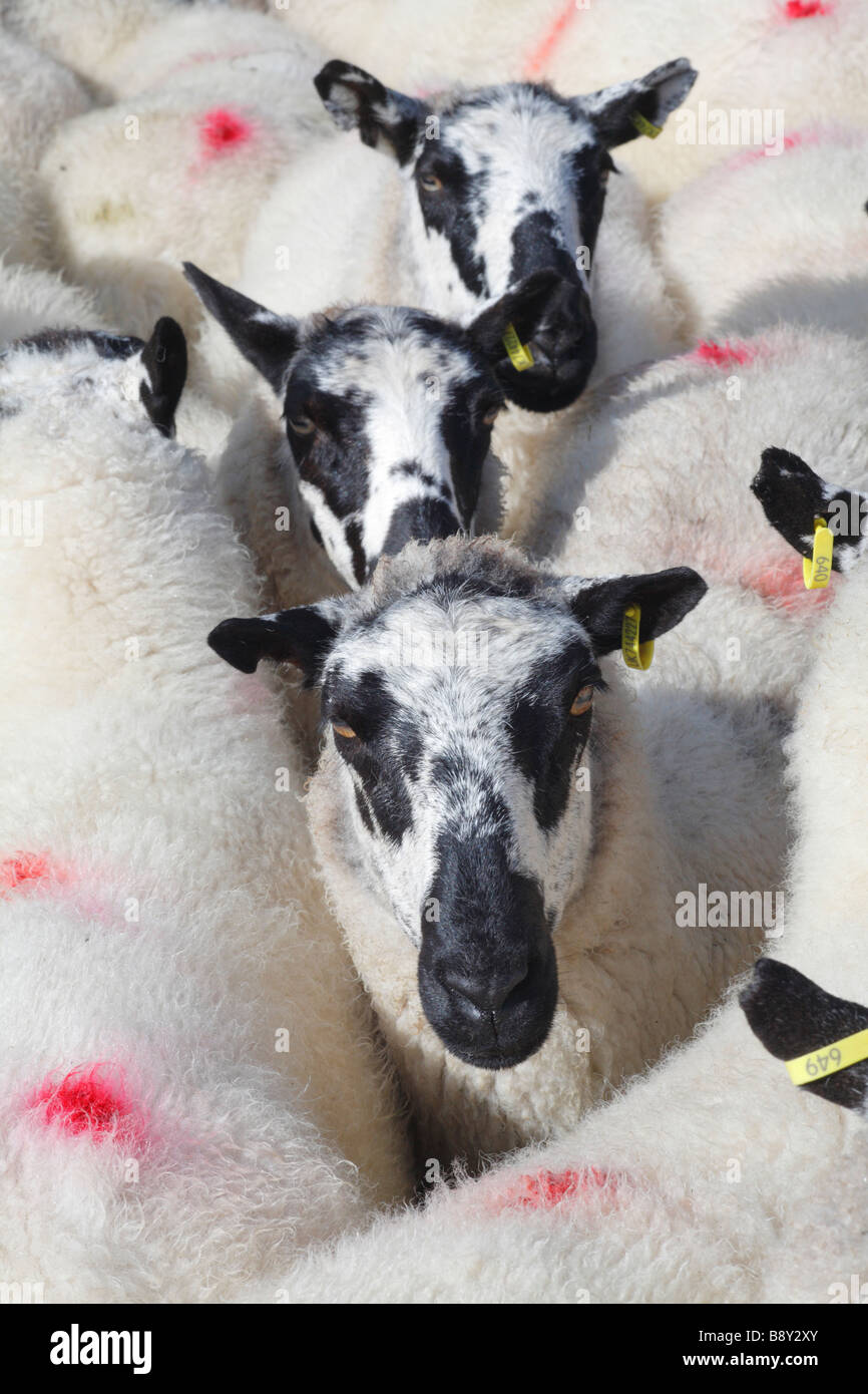 Speckle konfrontiert Beulah Mutterschafe Verkauf an eine Zucht Schafe Messe erwartet. Llanidloes, Powys, Wales. Oktober 2008 Stockfoto