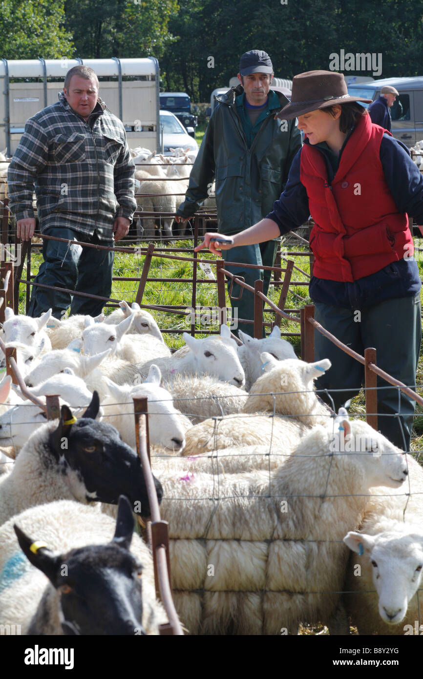 Markt-Arbeiter sortieren Mutterschafe bei einer Zucht Schafe fair. Llanidloes, Powys, Wales. Oktober 2008 Stockfoto