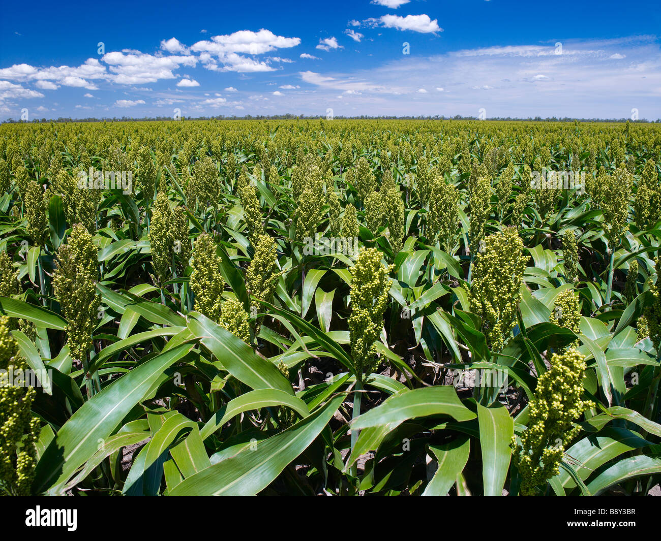 Sorghum Ernte reif für die Ernte Stockfoto