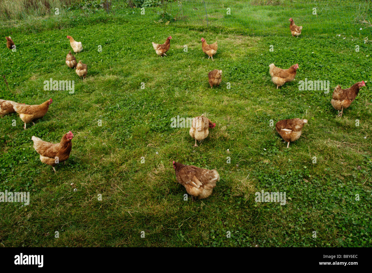 Hühner auf Bio-Bauernhof Stockfoto