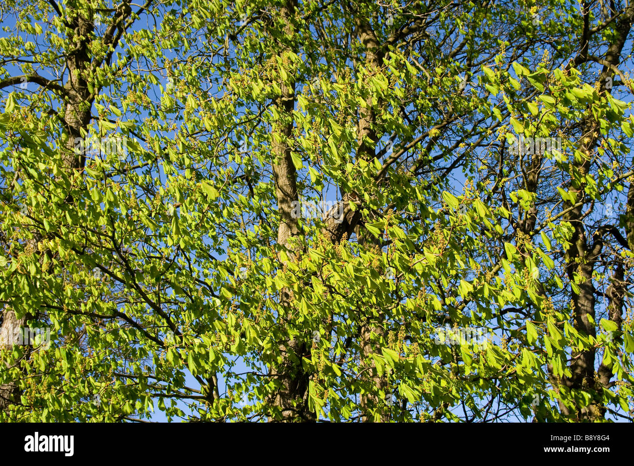 Rosskastanie (Aesculus Hippocasteanum) zeitigen Frühjahr Wachstum Stockfoto