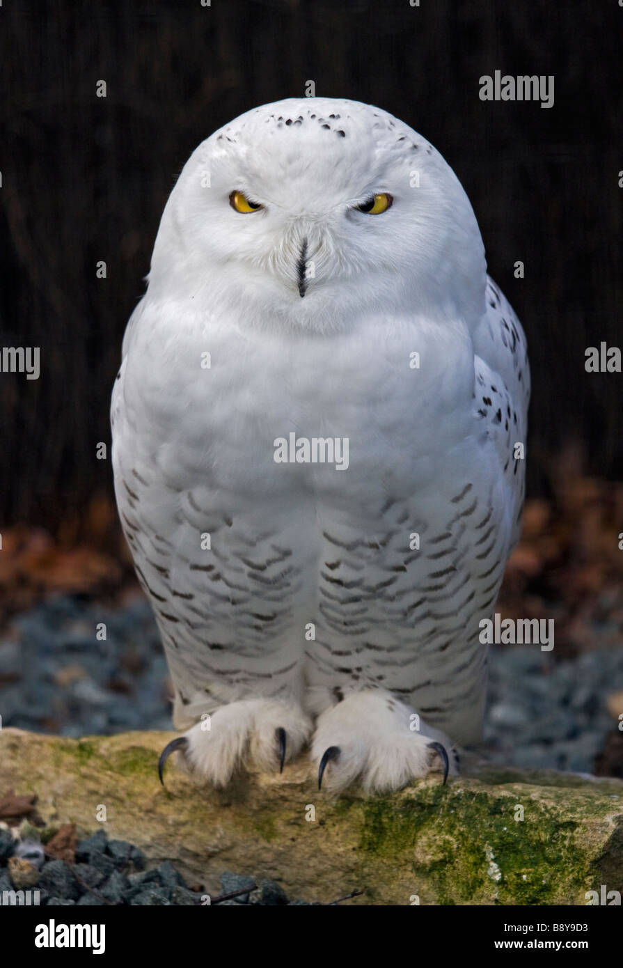 Juvenile Männchen Schnee-Eule (Bubo Scandiacus), UK Stockfoto