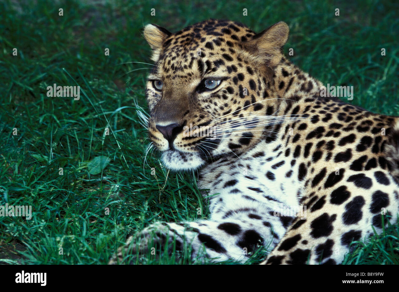 Panthere männliche Leoparden Panthera Pardus Porträt Afrika afrikanische Tier Tiere große BLOODED CARNIVORA CARNIVORE Fleischfresser CARNIVOR Stockfoto