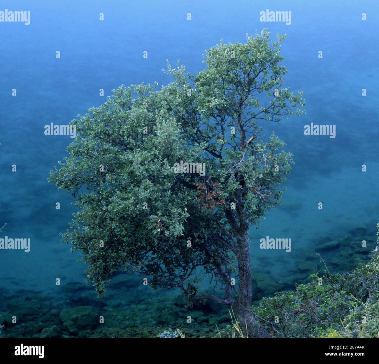 Olivenbaum in Ölüdeniz, Türkei Stockfoto