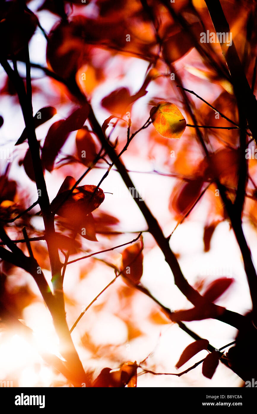 Herbstlaub Schweden. Stockfoto