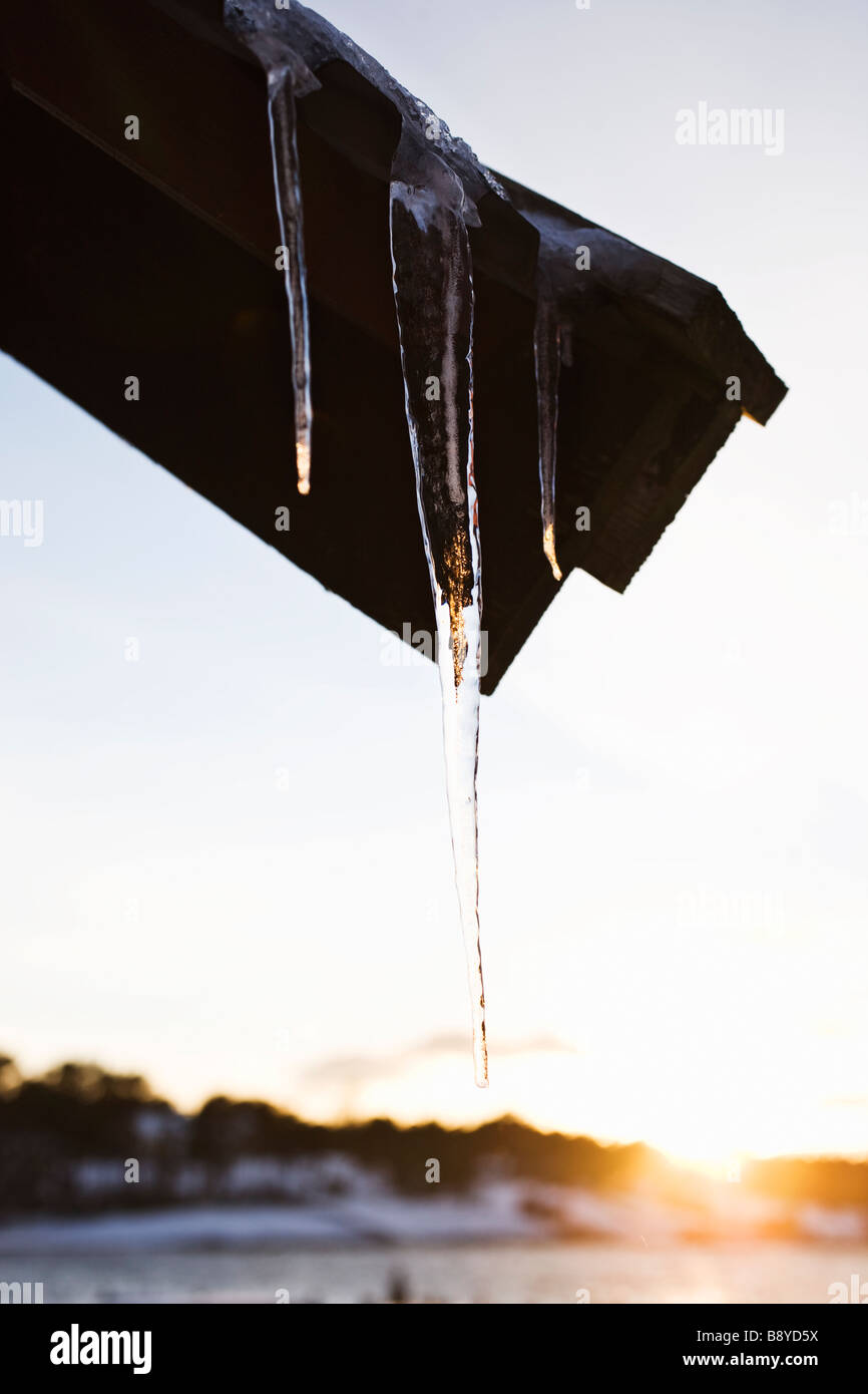 Eiszapfen an der Einstellung der Sonne Schweden. Stockfoto