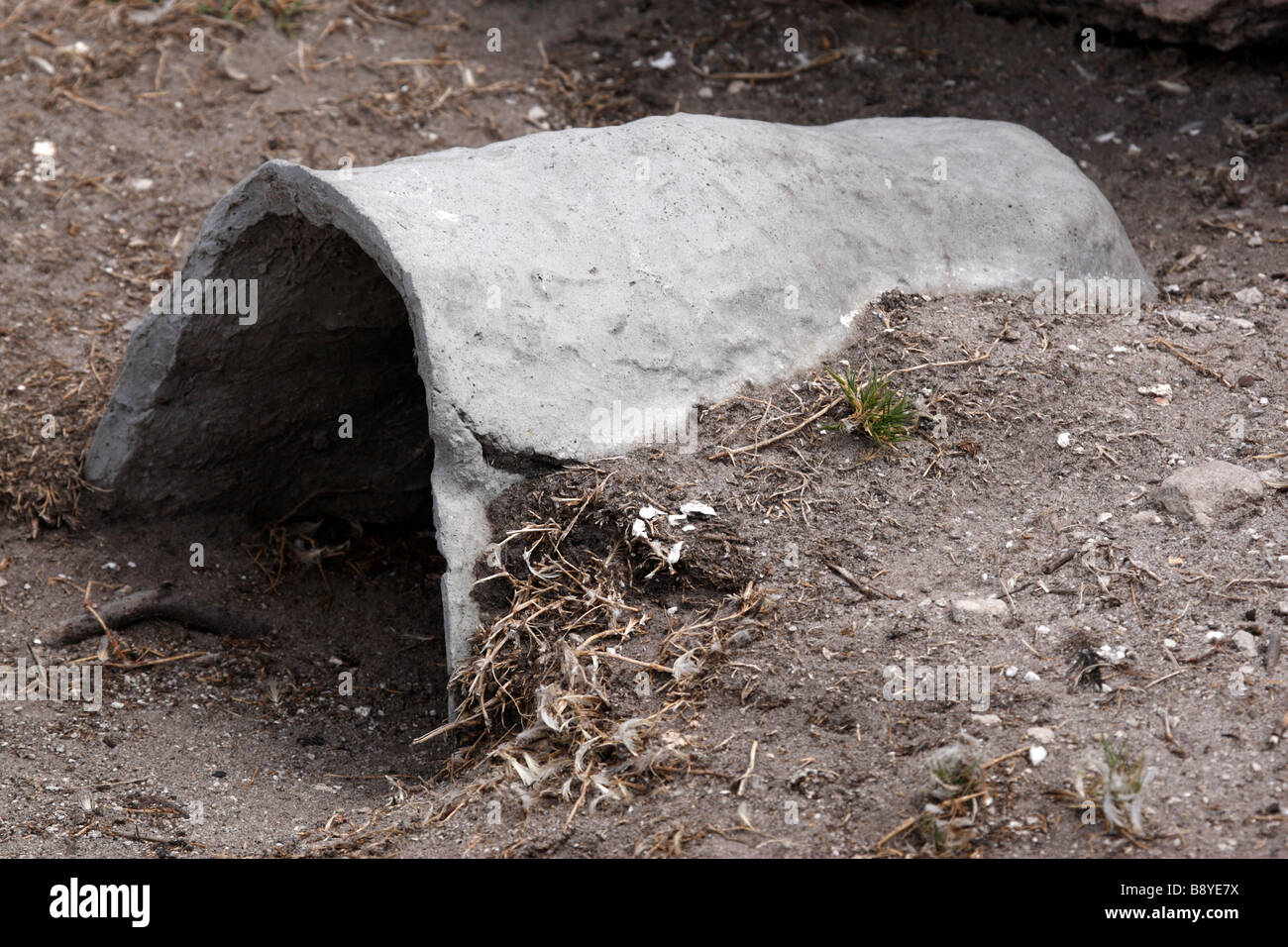 Pre Gussbeton künstliche nächstes bietet die Pinguine Tierheim Stony Point Kolonie reservieren Bettys bay Overberg in Südafrika Stockfoto