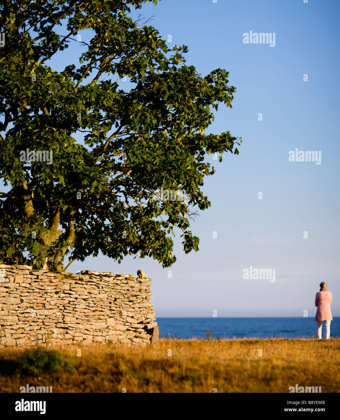 Bäume und Steinmauer durch den Ozean Gotland Schweden. Stockfoto