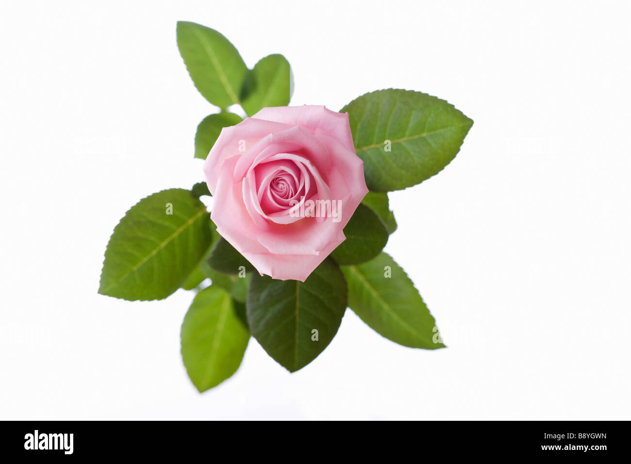 Eine rosa rose Nahaufnahme Schweden. Stockfoto