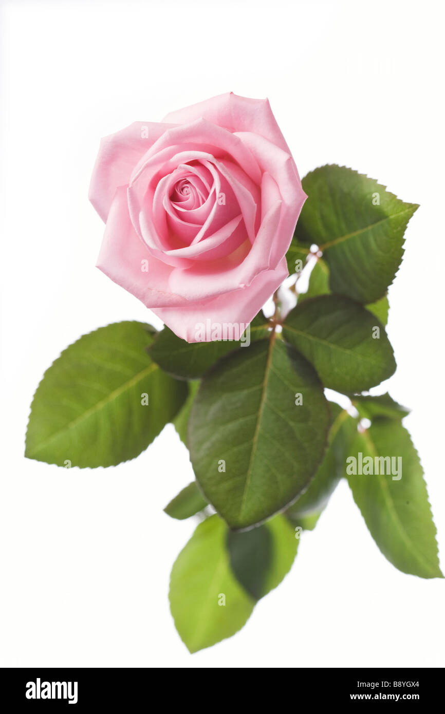 Eine rosa rose Nahaufnahme Schweden. Stockfoto