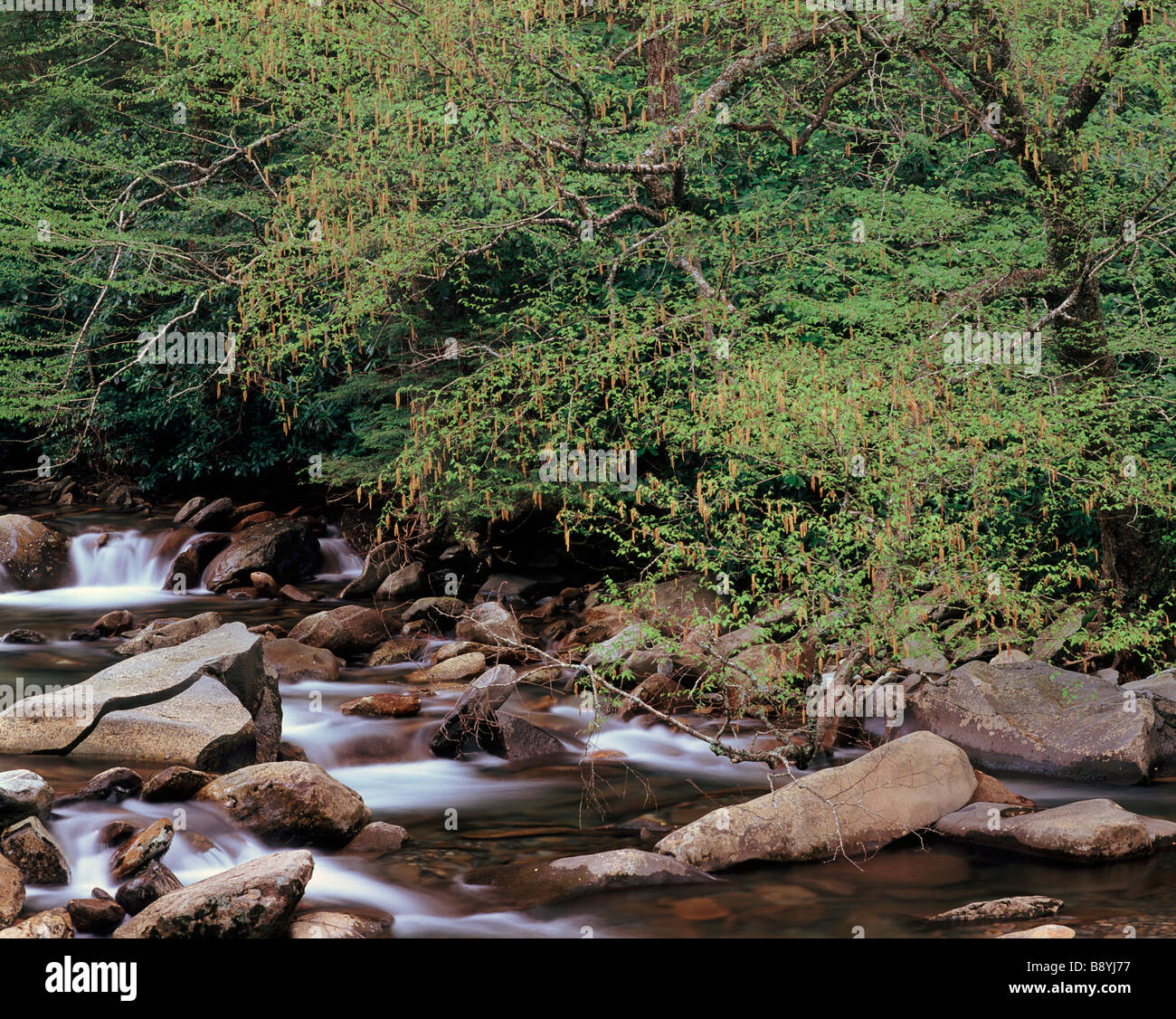 Westen Zinke Little Pigeon River, Great Smoky Mountains National Park, Tennessee Stockfoto