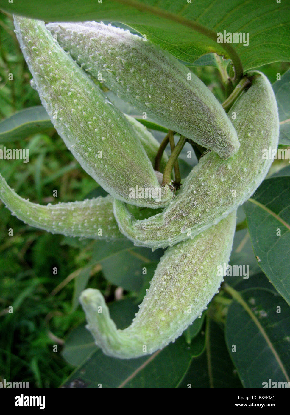 Samenkapseln von gemeinsamen Wolfsmilch, eine Pflanze, die die wichtigste Quelle der Nahrung für die Larven Monarchfalter ist. Stockfoto