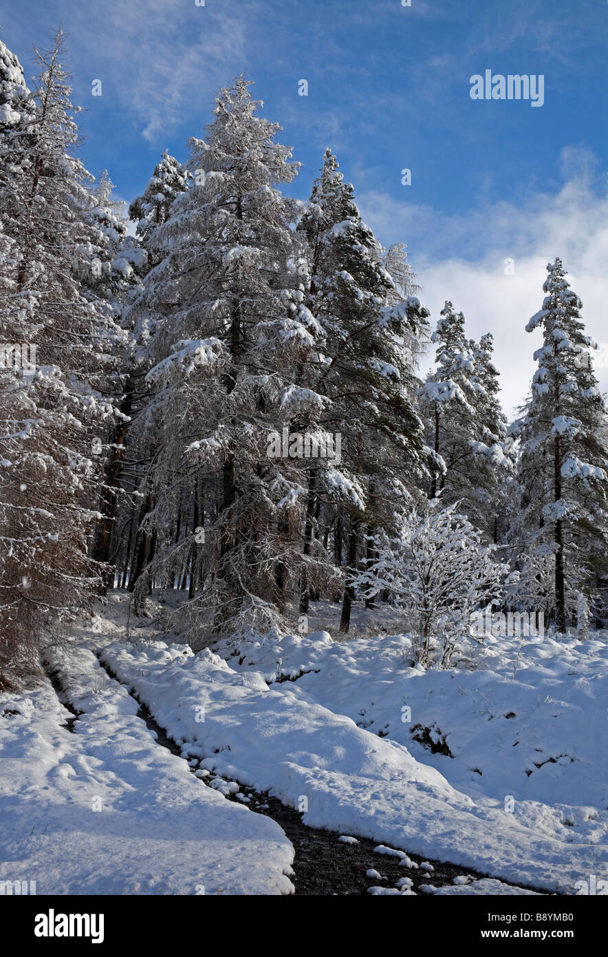 Schneebedeckte Nadelbäume mit einem Bach laufen bergab, Mühltal, Schottisches Hochland, Schottland, UK, Europa Stockfoto