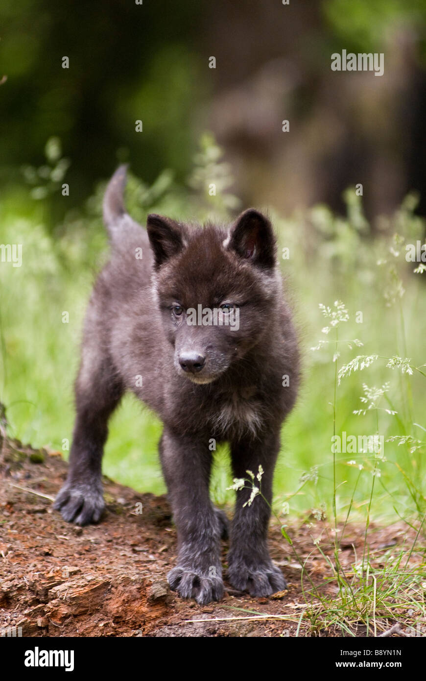 Tundra Wolf Welpen Canis Lupus kontrollierten Bedingungen Stockfoto