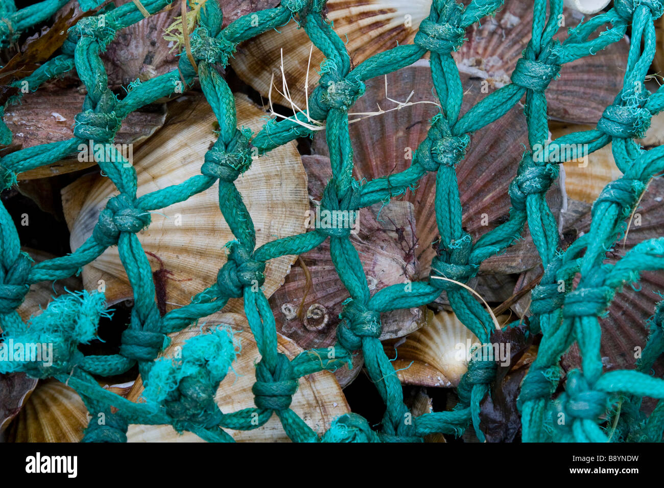 Frisch gefangener Jakobsmuscheln im Netz, Skye, Schottland Stockfoto