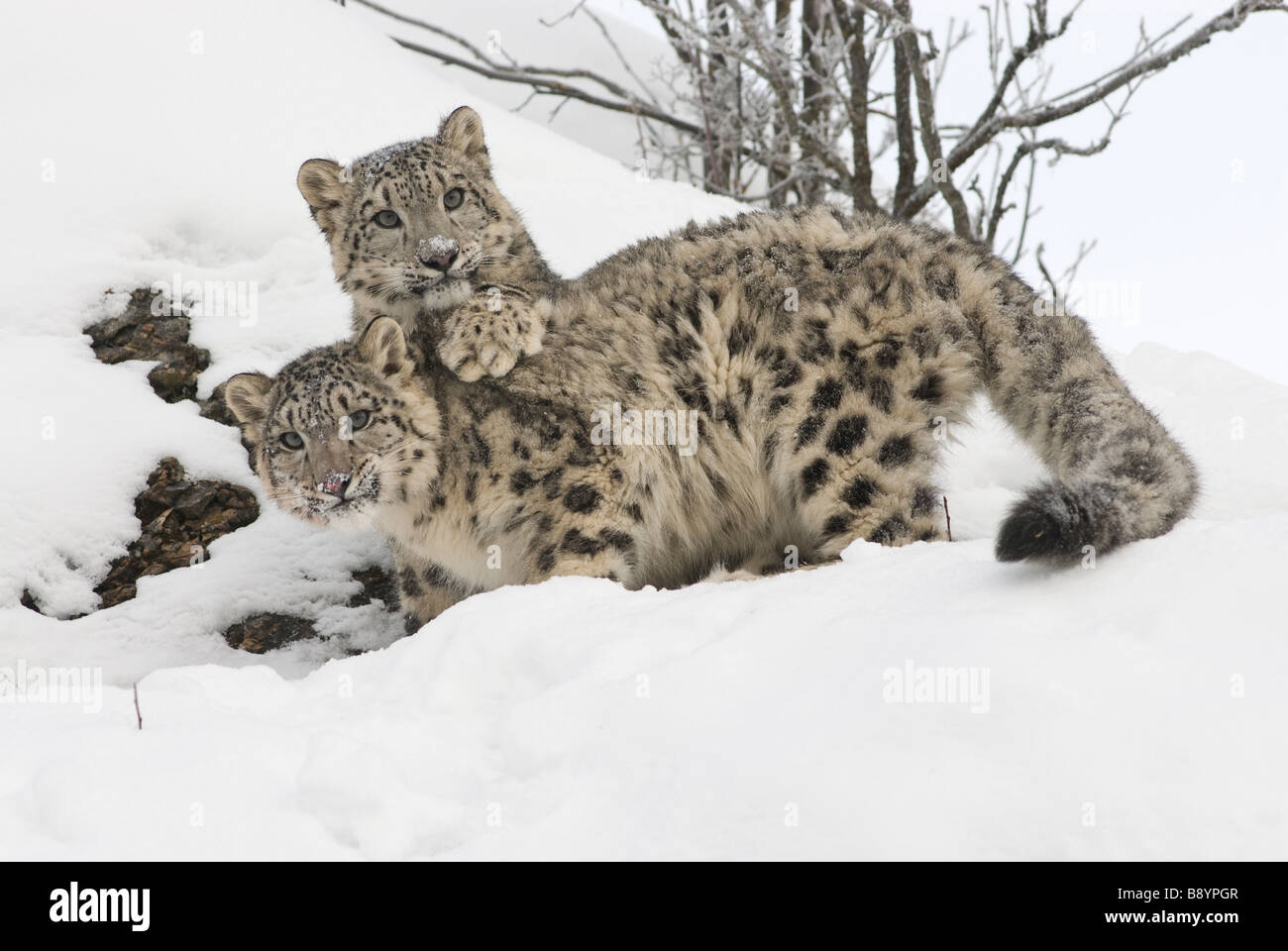 Snow Leopard Panthera Uncia kontrollierten Bedingungen Stockfoto