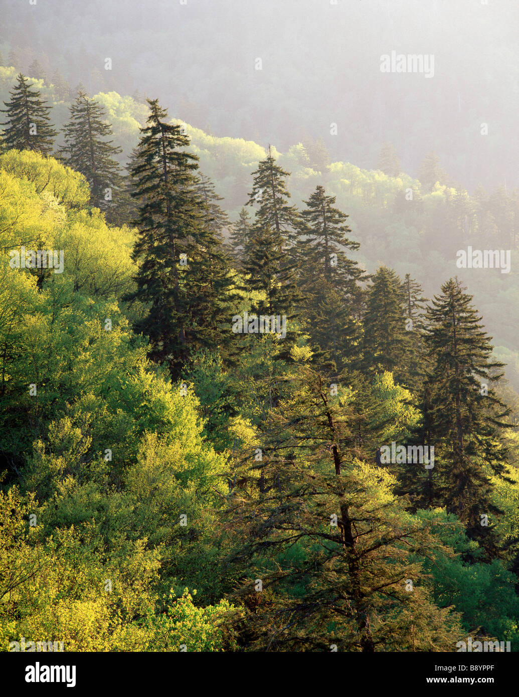 Frühling-Bäumen entlang Newfound Gap Road, Great Smoky Mountains National Park, Tennessee Stockfoto
