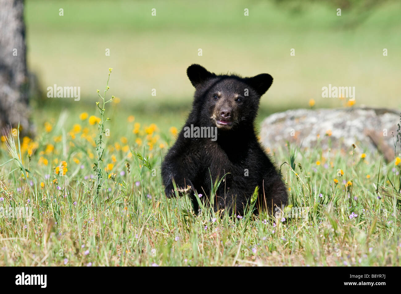 Black Bear Cub Ursus Americanus Gras und Blumen kontrollierten Bedingungen Stockfoto