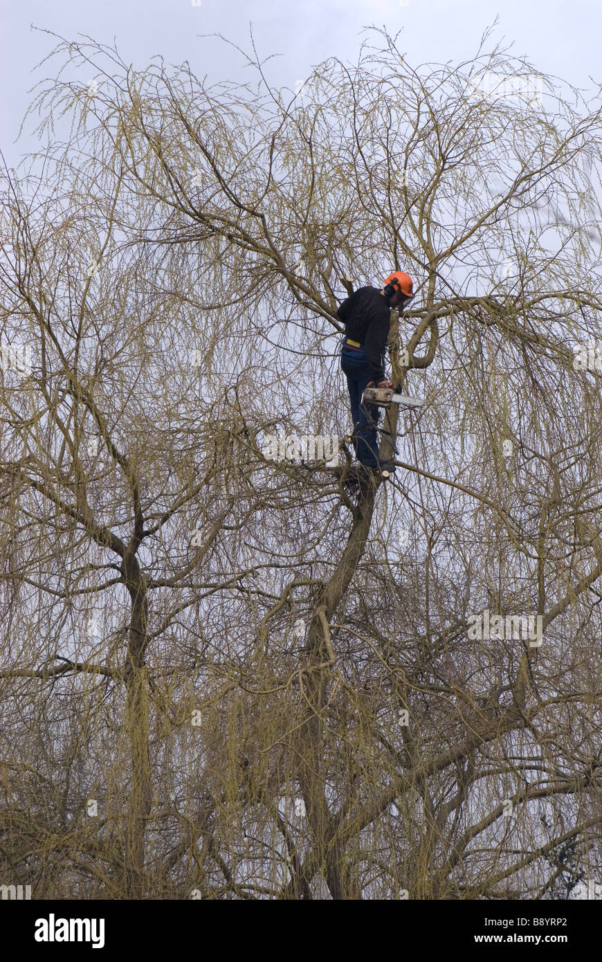 Salix beschnitten durch Baumpfleger im Frühjahr Stockfoto