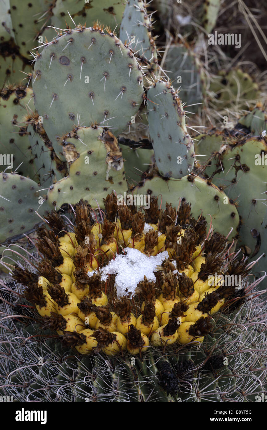 Angelhaken Barrel Cactus mit Früchten im Schnee (Ferocactus Wislizeni) Feigenkaktus (Opuntia Spp) hinter - Sonora-Wüste AZ Stockfoto